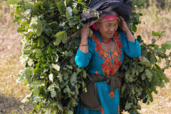 Harvest Nepal