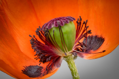 Poppy