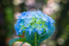 Endless Summer Hydrangea 7416