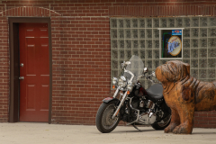 Biker Dog