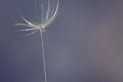 Dandelion Parachute