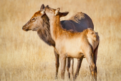 A Kiss for Mom