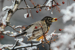 Frozen Food