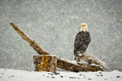 Waiting Out The Storm