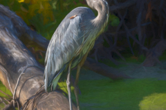 Great Blue Heron