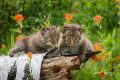 Learning To Climb