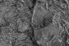 Frozen Flow Textures in Ice