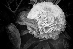 Peony