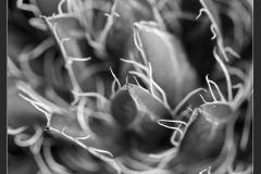 MH_NancyPfuntner_ThreadLeafAgave