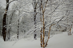 Snow Scene 4
