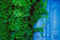 Blue Door Ivy