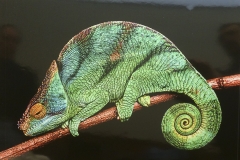 Parsons Chameleon