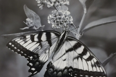 Swallowtail On Lantana