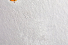Lady Bug On A Wall No. 4