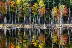 Fall Colors On Beaver Pond