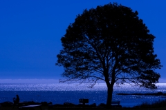 Tree By The Sea