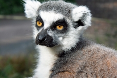 London Lemur