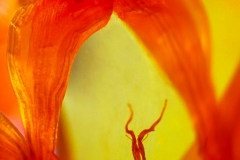 Orange Flower Arch