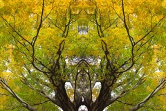 Treequility