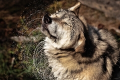 Tundra Wolf Shaking