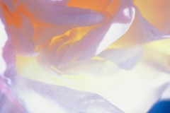 0418PRG0-General[Jeff_Plant]Cosmic-Flower-2