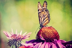 0418PRG0-General[Sean_Sullivan]Butterfly