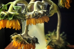 Sorrowful Sunflowers