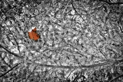 Lost Leaf