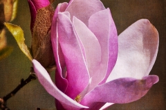 1115PRG0-General[Julie_Palyswiat]Magnolia_Blossom