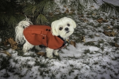 It's Winter Dogs Need Coats, Too