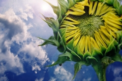 Sunflower With Clouds