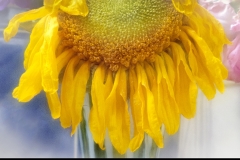Melting Sunflower