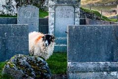 Sheep Roaming In The Churchyard St Clements Isle Of Harris