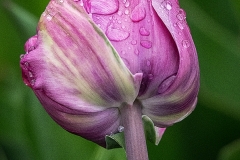 Purple Tulip After Rain