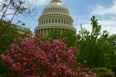 Washington Capital Bloom