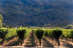 Vines of Napa