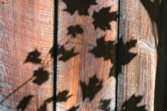Autumn Shadows