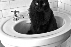 Cat Hair in the Sink