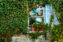 Window And Roses