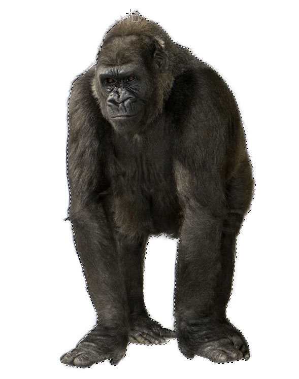 cut out a gorrilla in photoshop