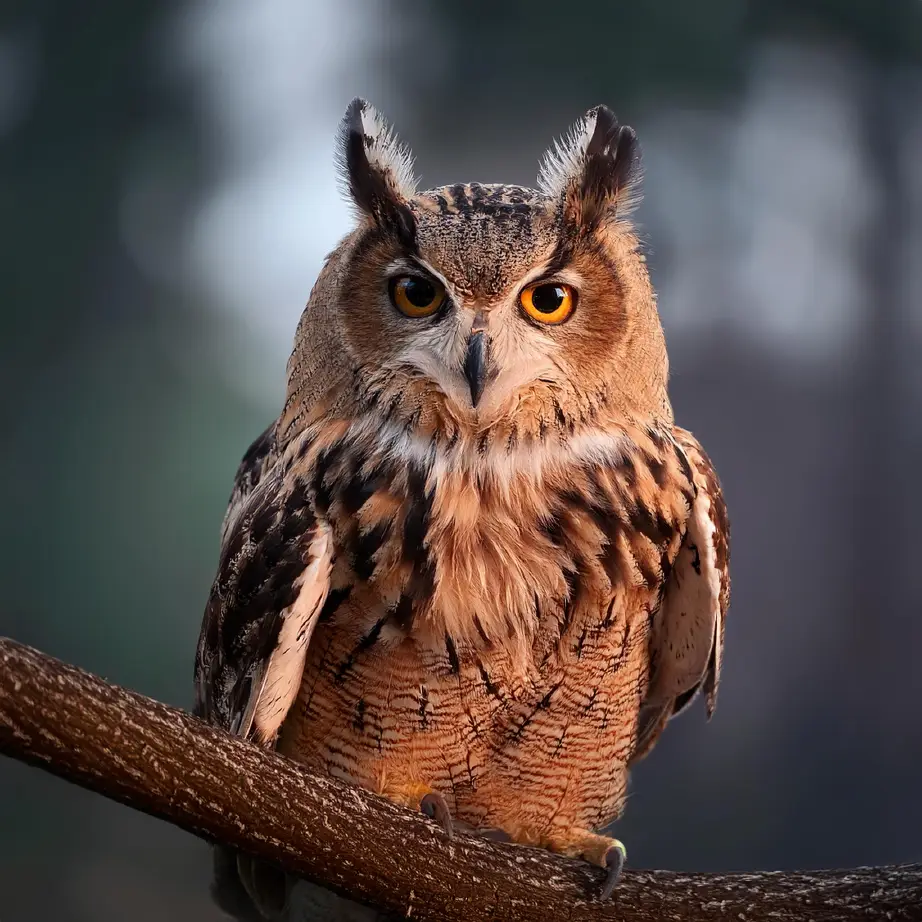 The Mystery and Beauty of Owls: A Visual Journey with Adobe Firefly