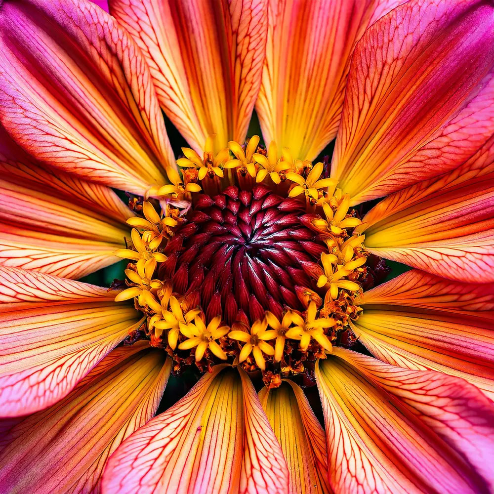 Blooming in Detail: Stunning Macro Flower Visuals Created with Adobe Firefly